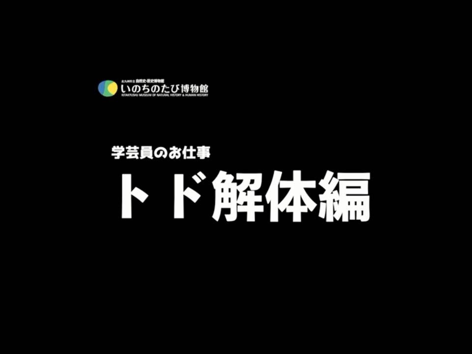 学芸員のお仕事 トド解体編 北九州市立いのちのたび博物館